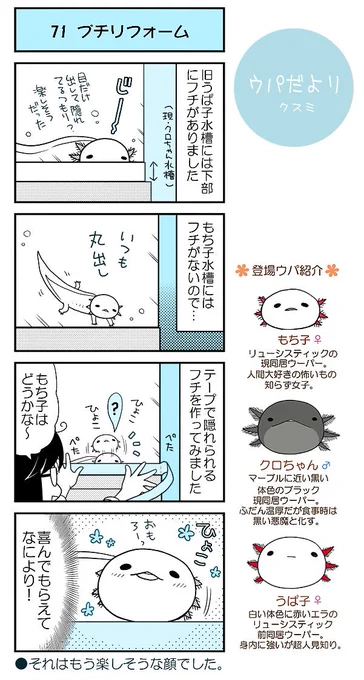 【ウパだより71】だいたい毎週公開のウーパールーパー4コマ。おクチ以外は丸出しなのに、隠れてるつもりのウーパーたちの遊び…。
(https://t.co/5eoVFWNE2C) #ウパだより #うぱ子だより #ウーパールーパー 
