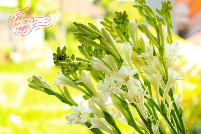 バリ雑貨 コスメのお店 ピュアラバリ Pure La Bali Twitterren こんにちは ウブドのお天気は晴れ 室内 温度28 8 湿度63 禁断の香り と呼ばれるチュベローズの花 見た目はおしとやかな感じなのに 男性を惑わす甘ーい香りが印象的 夜になると香りが強く