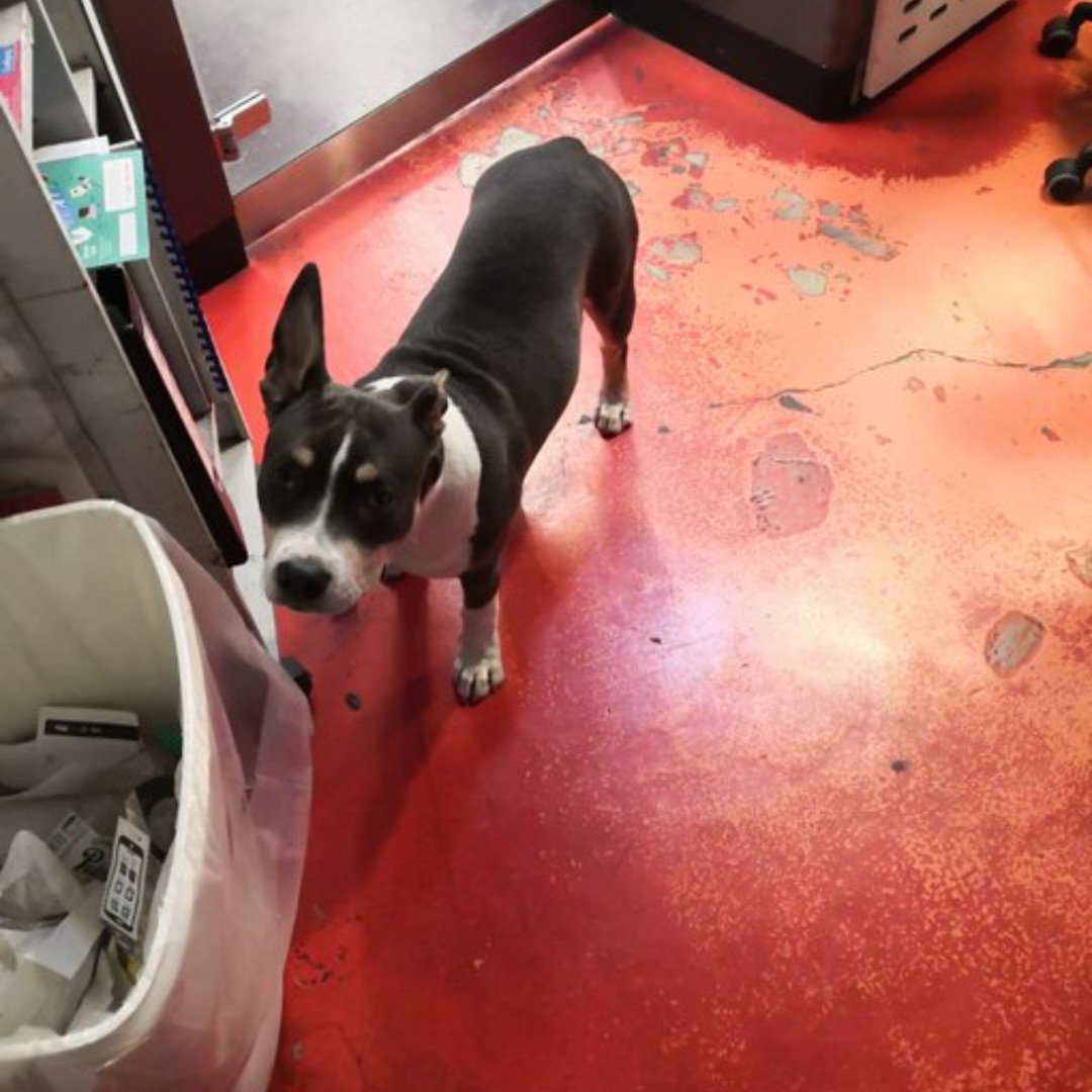 Rer A On Twitter Ce Chien A été Retrouvé Ce Matin