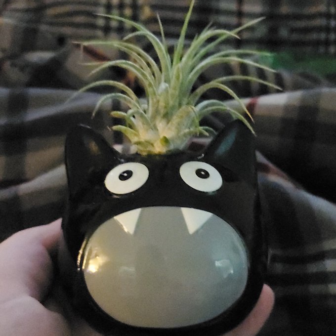 Dag got me an air plant!! This little dude is so cute 🥰 https://t.co/hj4TxkuaaF<a href="/tag/twerk"class="tags"><span>#twerk</span></a>
