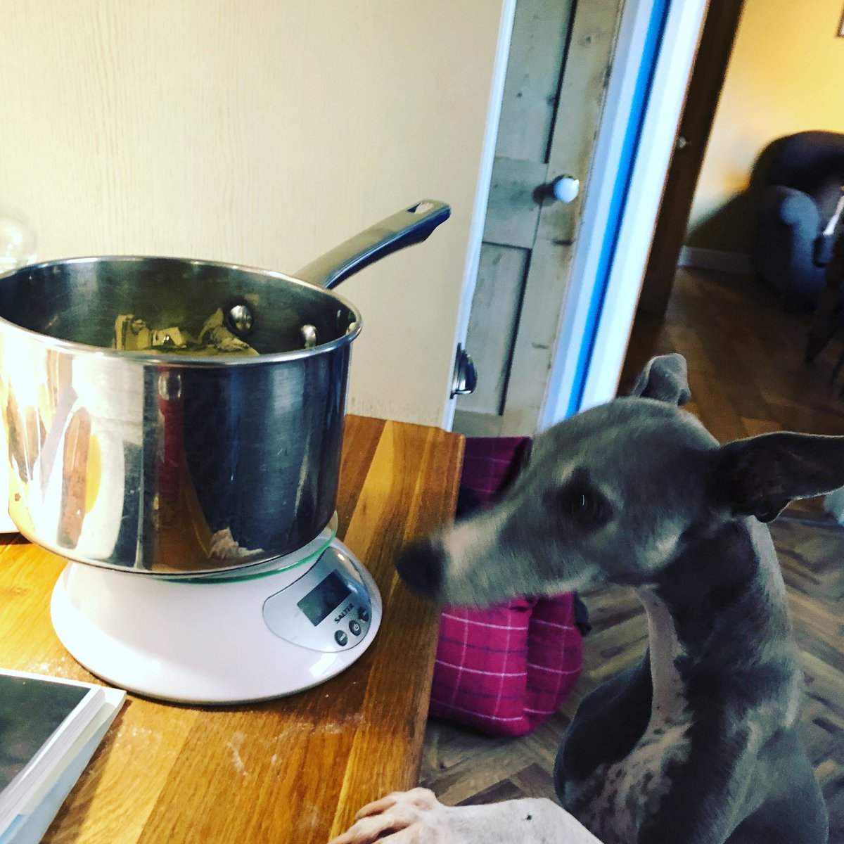 Twoplusdogs1's tweet photo. #helpful #whippet ๐#baking #naughtydog #whippets #sighthounds #pointydogs #dogblog #doglover https://t.co/KFClBf1ORR