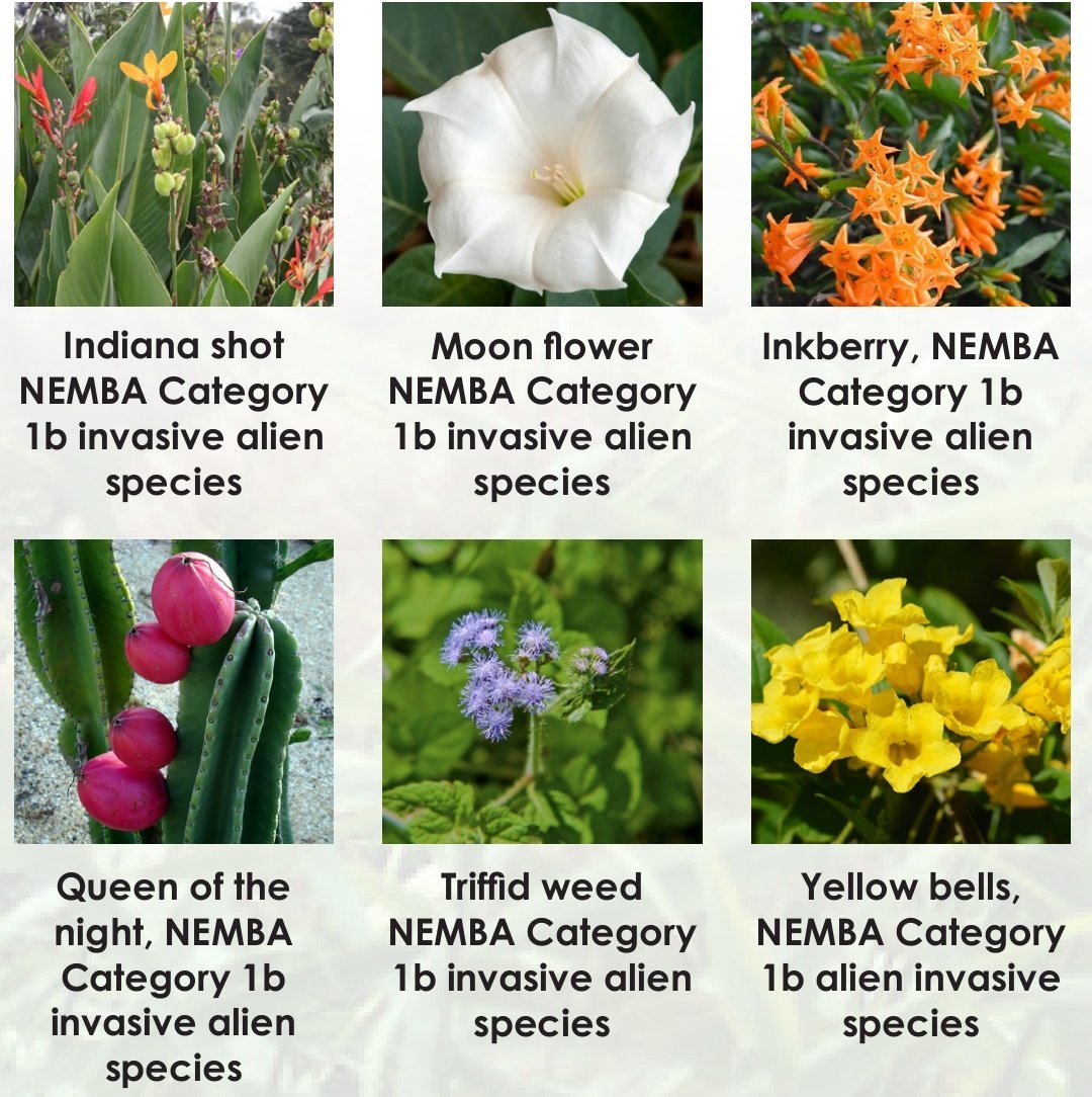 environmentza's tweet photo. #Invasivespecies may look beautiful in your garden but their beauty doesn't outweigh the damage they cause. These are some of the most common #invasivespecies found in the country. We encourage you to take action and report any sightings of these species. #Invasivespeciesweek https://t.co/3Mg5wP7kzg