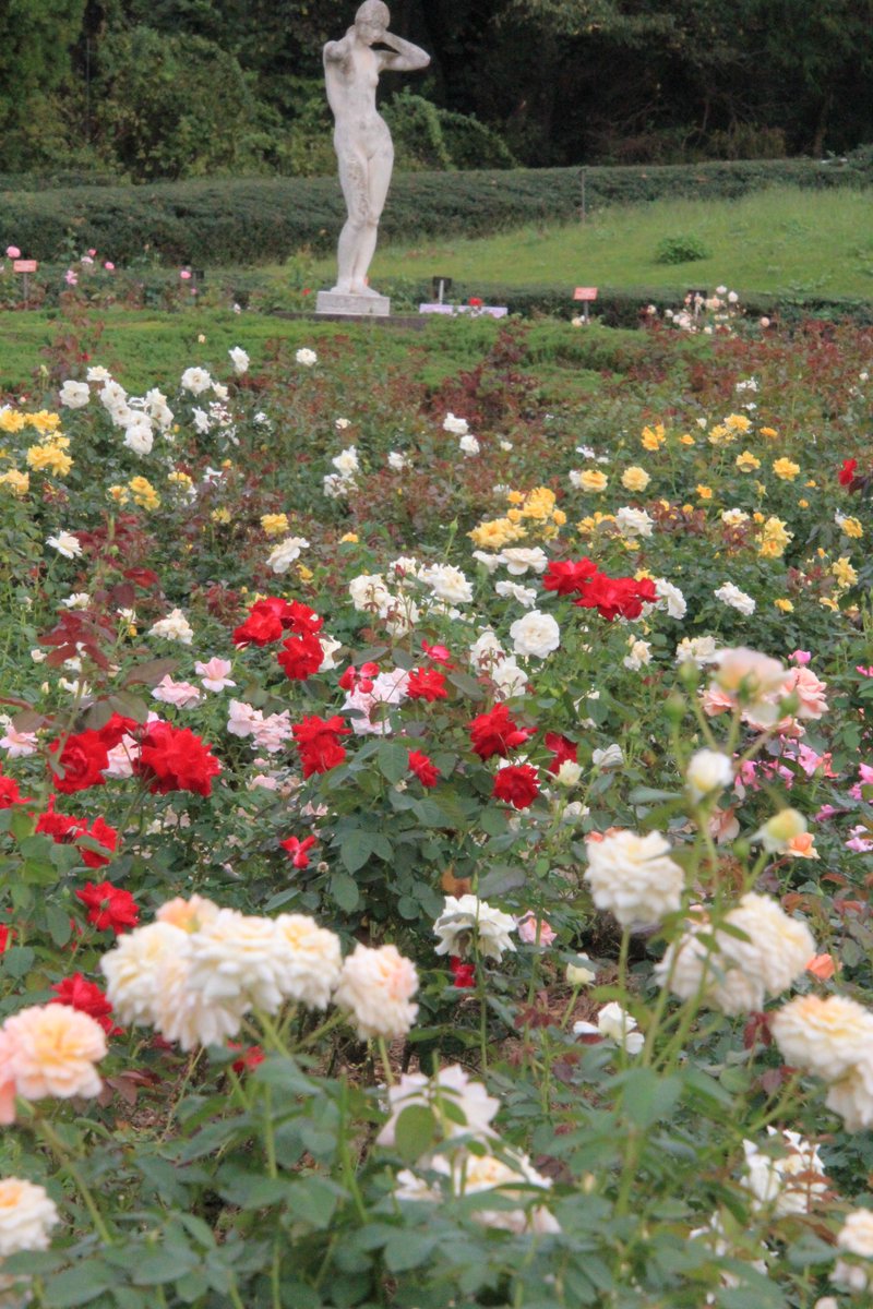 神代植物公園 ニュース スタッフより 広報係 本日より 秋のバラフェスタ が始まりました ばら園では 房咲きのフロリバンダ系統の多くの品種が見頃を迎えています ばら園に芳香も漂っています 大輪一輪咲きのハイブリット系統の品種は中旬に見頃
