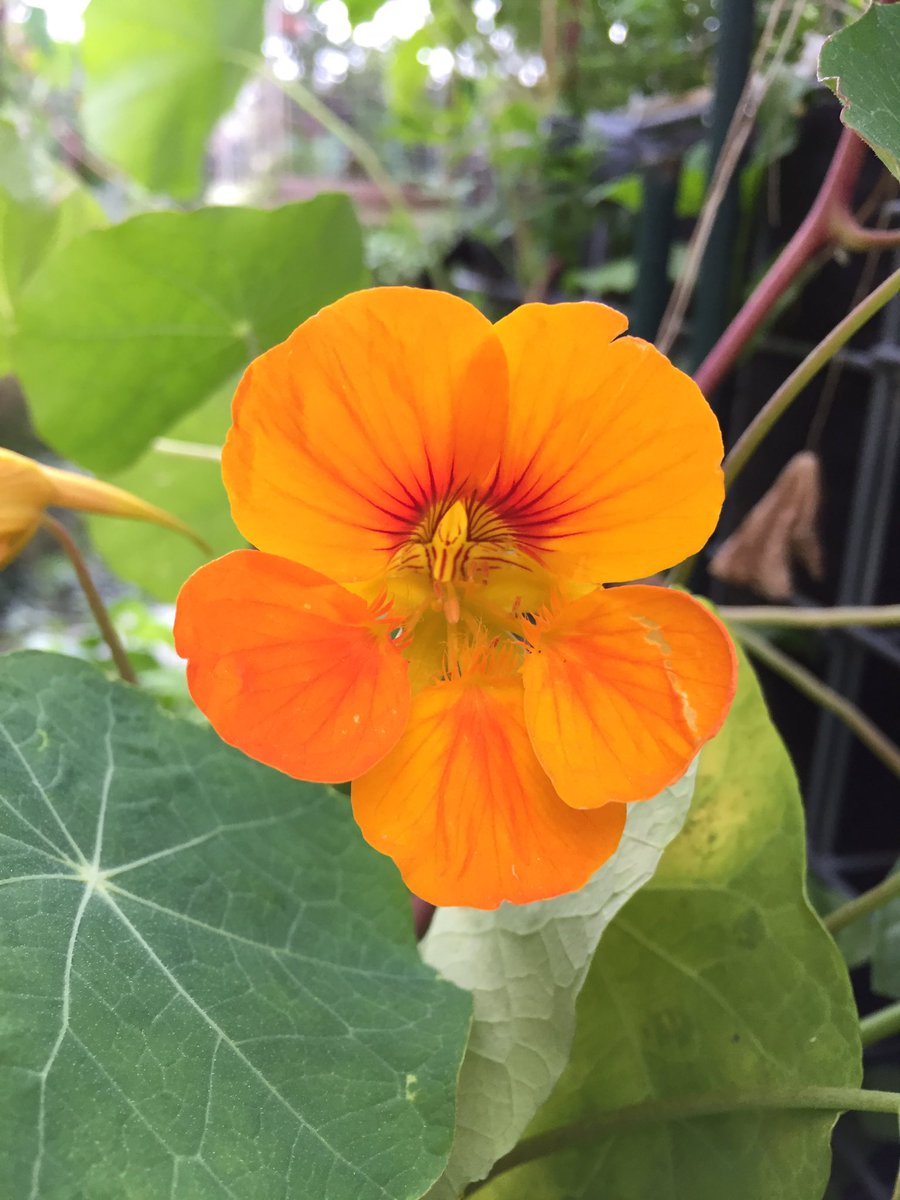 Christelle_BC's tweet photo. Bonjour 🍂
Merci à Jean-Patrick Scheepers, pour la ferme potagère @PeasandLove, du 15ème arrondissement à Paris 🐝🎶 
#agricultureurbaine https://t.co/TEKGEsVQvl