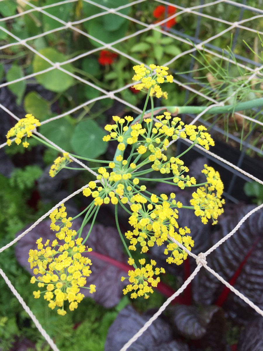 Christelle_BC's tweet photo. Bonjour 🍂
Merci à Jean-Patrick Scheepers, pour la ferme potagère @PeasandLove, du 15ème arrondissement à Paris 🐝🎶 
#agricultureurbaine https://t.co/TEKGEsVQvl