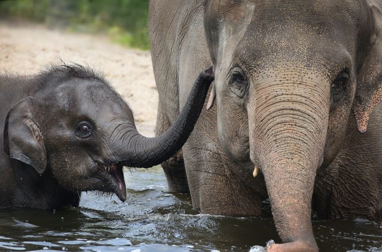 In the media; Prof. dr. Frank Bloemers, faculty of our Spine and Trauma courses operated on Elephant Calf at the Amsterdam Zoo. He rushed off after lecturing at the AOSpine course last week to help the baby elephant. #Artis #Trauma parool.nl/amsterdam/chir…