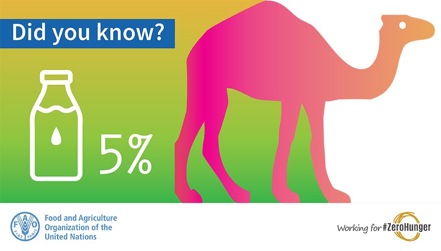 #DYK | In sub-Saharan Africa, camels contribute about 5 percent of total #milk production. This and more in the <a href="/FAO/">Food and Agriculture Organization</a> gateway to dairy production and products. 

🐪🐪 Visit us: ow.ly/McDb50uQje9

<a href="/FAOAfrica/">FAO in Africa</a> <a href="/FAOKnowledge/">FAO Knowledge</a>