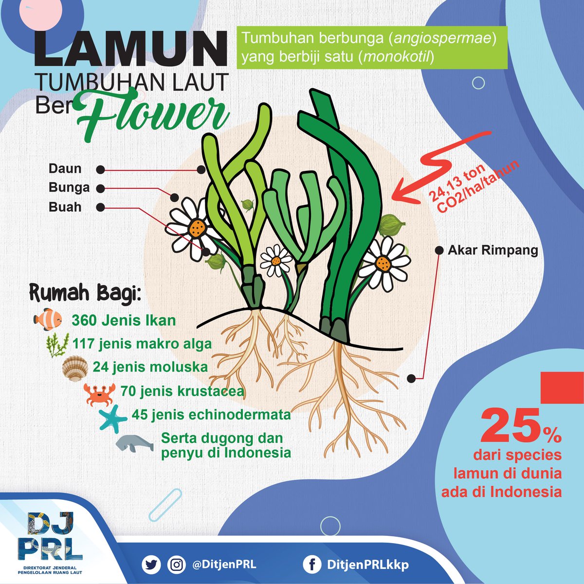Lamun atau seagrass adalah satu-satunya tanaman ber-flower a.k.a berbunga yang hidup di laut lho #SahabatBahari. Keren kan?

Tidak hanya menjaga kualitas perairan, lamun juga rumah dari berbagai biota.

Yuk belajar tentang lamun.

<a href="/susipudjiastuti/">Susi Pudjiastuti</a>
<a href="/kkpgoid/">KKP RI</a> 
<a href="/satyamurti/">Brahmantya S. Poerwadi</a>