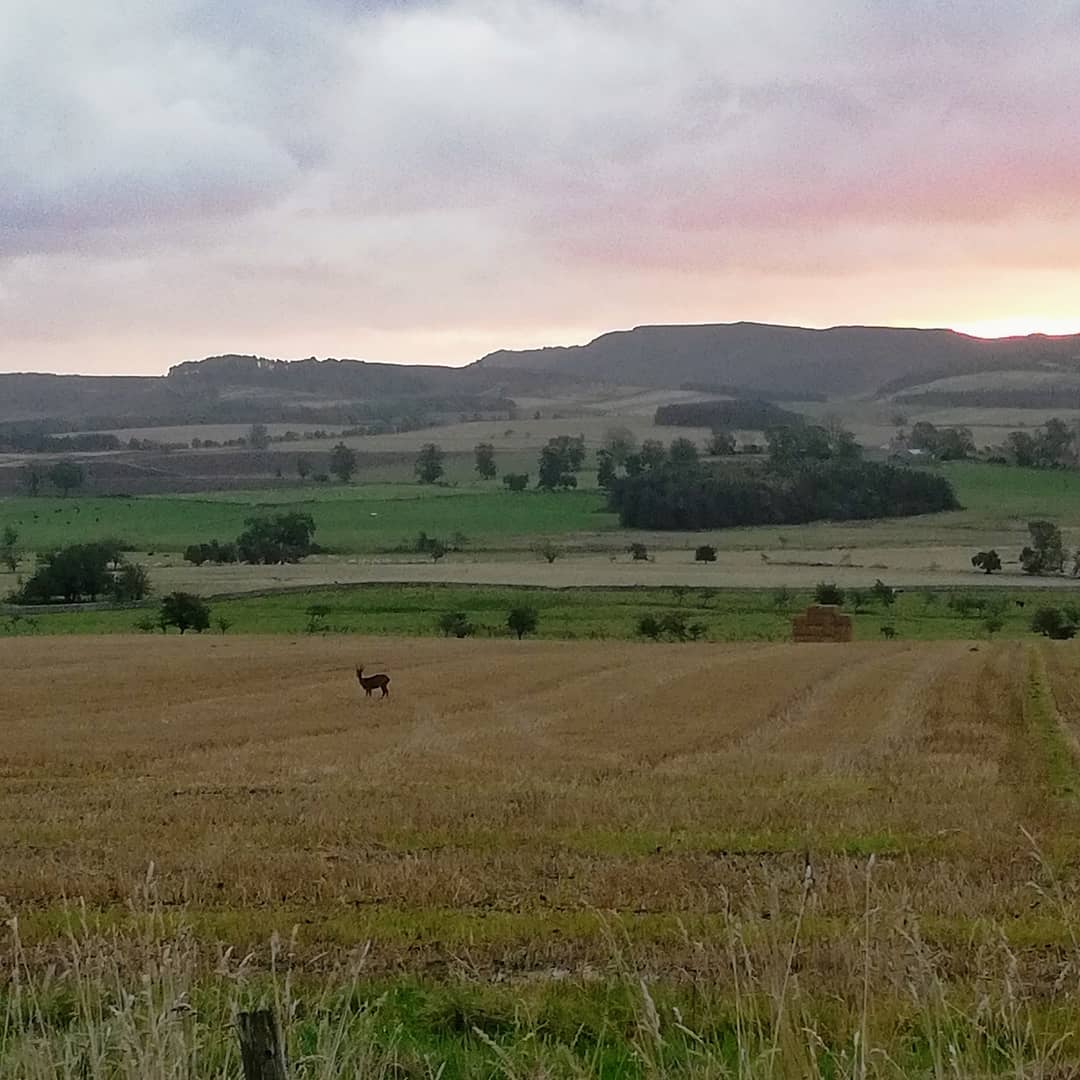 ForgeBurnfoot's tweet photo. Spotted some #wildlife when out for a walk morning. #Coquetdale #Northumberland #tranquil https://t.co/rVEQrHQjVU