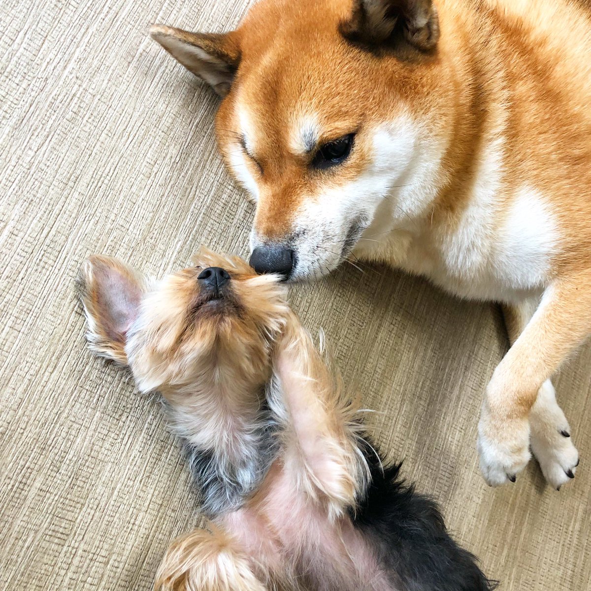 犬のしつけhagu 川島 恵 A Twitter 仲良し 犬 ふわもこ部 愛犬 わんこ ペット いぬ 笑顔 犬しつけ トレーニング ドッグトレーナー Hagu 文京区 小石川 ヨークシャテリア よーくしゃてりあ しばいぬ シバイヌ 柴犬 犬のしつけhagu T Co 犬のしつけhagu 川島 恵 A Twitter 仲良し 犬 ふわもこ部 愛犬 わんこ ペット いぬ 笑顔 犬しつけ トレーニング ドッグトレーナー Hagu 文京区 小石川 ヨークシャテリア よーくしゃてりあ しばいぬ シバイヌ 柴犬 犬のしつけhagu T Co