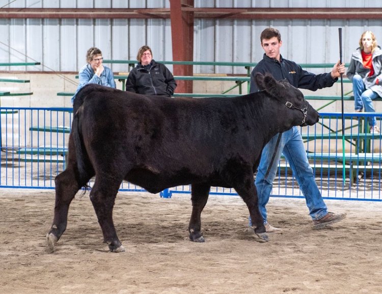 FFAcrestview's tweet photo. #2019FairHighlight Brett Schumm! Brett is a graduate of the Crestview FFA and served as the 2018-2019 Van Wert County Jr Fair Board President. He placed 1st with his summer yearling beef heifer, showed a performance and show steer, and exhibited market hogs! https://t.co/aN5e9vUBwo
