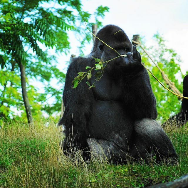 Freizeitpark Welt De Was Will Uns Dieser Gorilla Im Gaiazoo Kerkrade Sagen Gaiazookerkrade Gaiazoo Kerkrade Gaiazookerkrade Gorilla Stinkefinger Werbung Unbezahlt Jederhatmaleinschlechtentag T Co Pgfpu9zgok