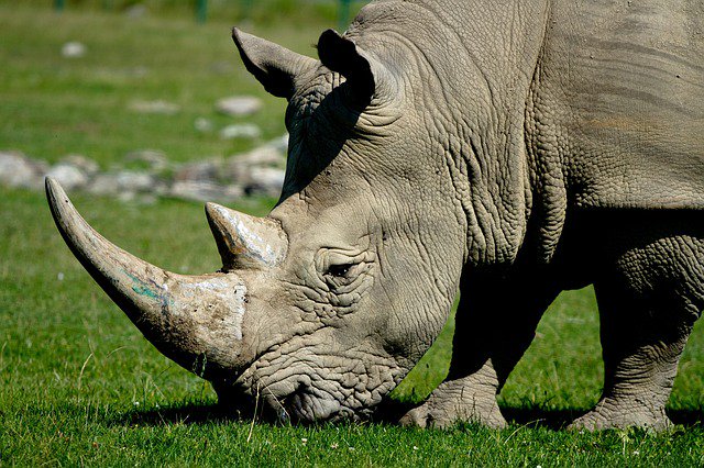 UGAGreenLabs's tweet photo. If you dig deep enough behind virtually every human conflict, you will find an erosion of the bond between humans and the natural world around them. The #UGA #Greenlab program wants to help. #Conservation #Rhinos #Sustainable ✳️   https://t.co/THHFGWxub2 via @NatGeo https://t.co/8mzY4Wldgy