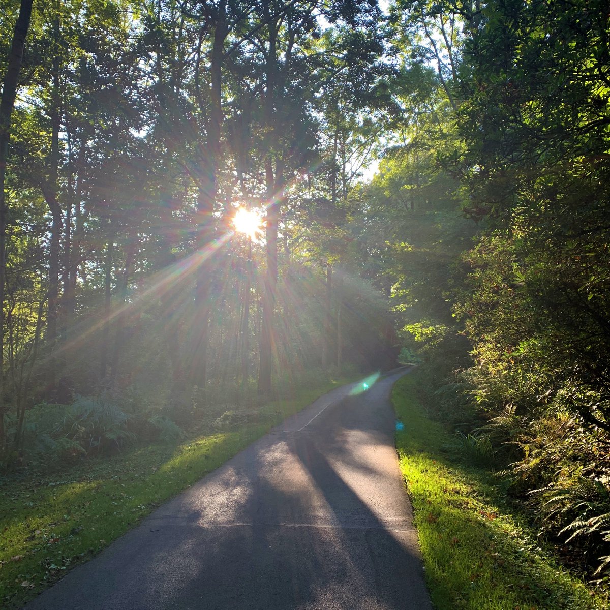 BowoodHouse's tweet photo. After all the rain and grey skies of late this little ray of sunlight poking through the trees made us smile today ☀️🌲🌿 #beautifulmorning #nature #outdoors #freshair #seasonschanging #welcomebacksunshine #autumntime https://t.co/ViIIMChwFy