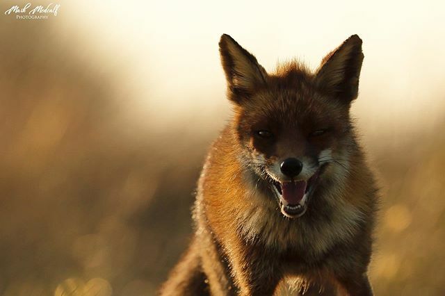 Golden fox #redfox #instanaturefriends #splendid_animals #naturehippys_ #na_natures_art #nature_wizards #wildlife_vision #ourplanetdaily #wildlife_perfection #majestic_wildlife  #nationalgeographic #instawildlife #picoftheday #instagood #jw_snapshots #wi… ift.tt/35cbkjj