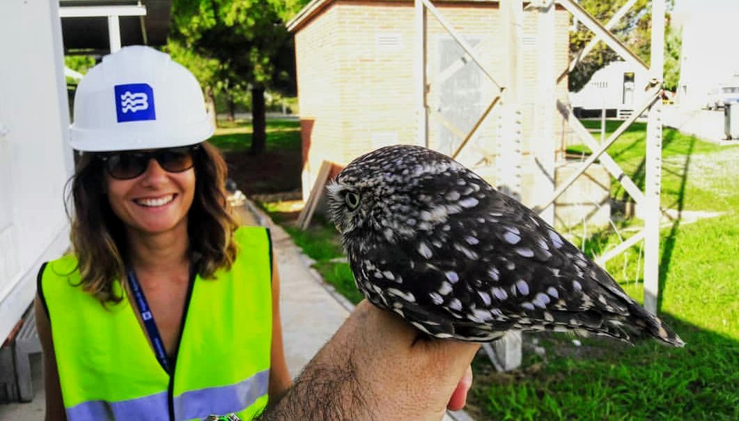 Alliberament de 3 mussols a l'ETAP de Sant Joan Despí <a href="/aiguesbcnclient/">Aigües de Barcelona</a> procedents de CRF Torreferrussa i gràcies a <a href="/galanthusnatura/">Galanthus Natura</a>