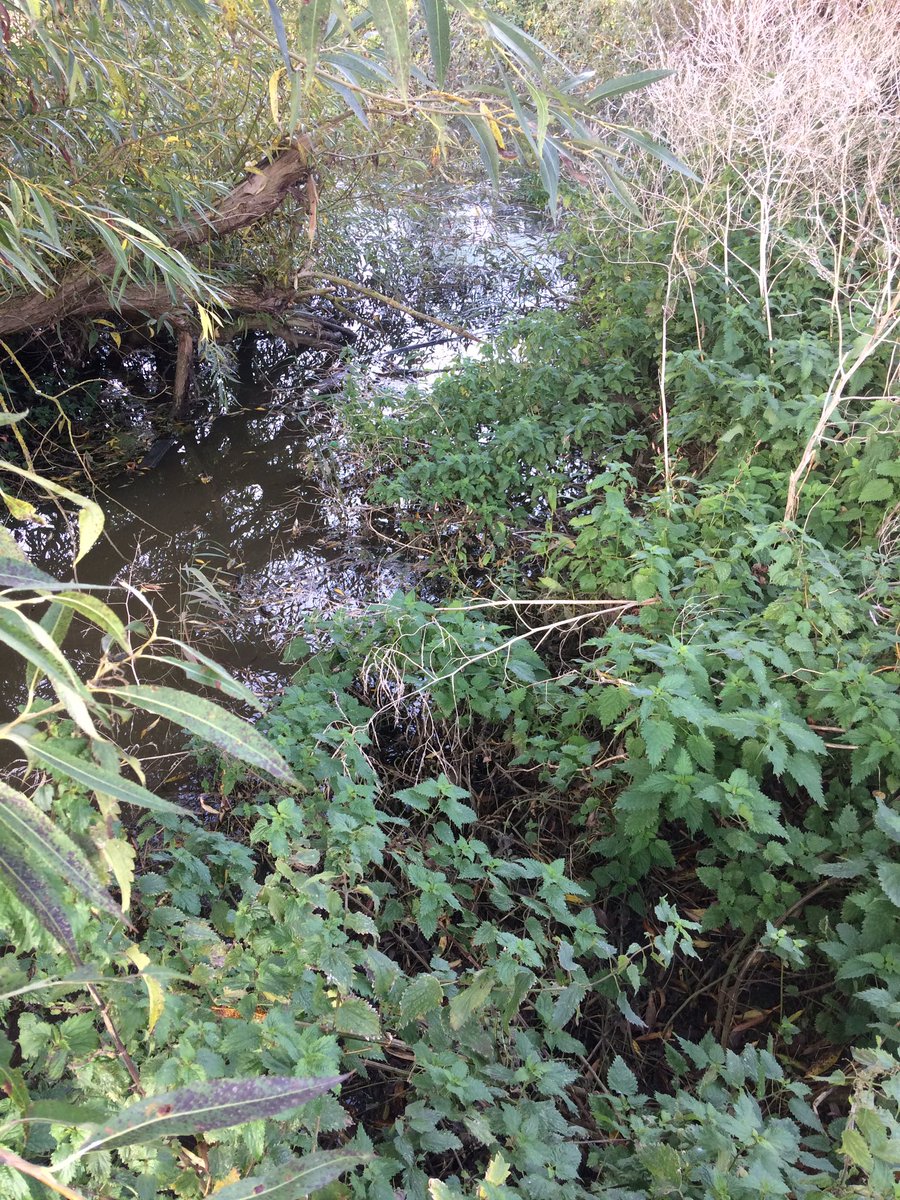 jackihillmurphy's tweet photo. Day 2 on Thames path. Eating blackberries and sloshing through swamps. Past cricklade. https://t.co/0XuxYuPPCl
