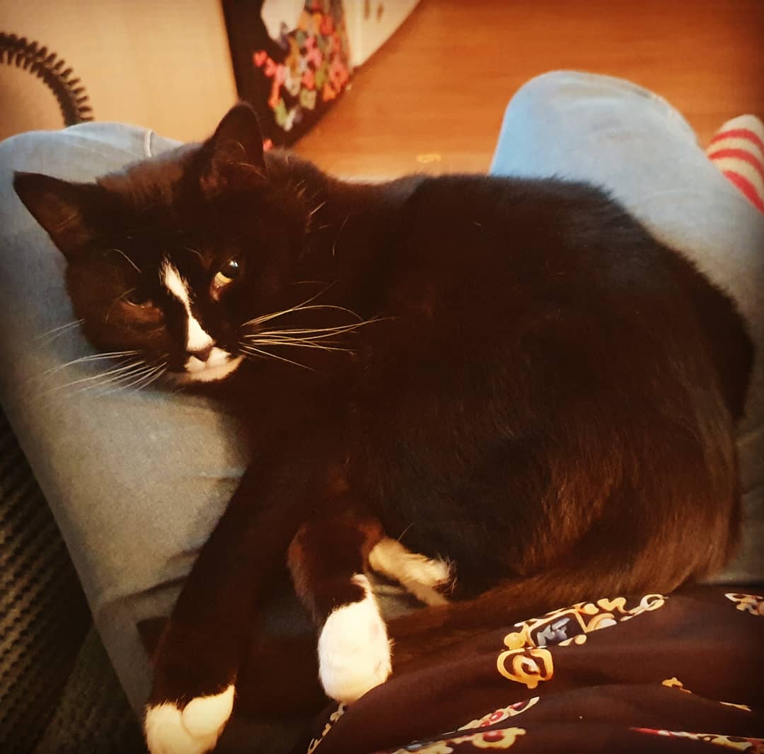 moobag_23's tweet photo. Cats have it all – admiration, an endless sleep, and company only when they want it

#october2019 #blackandwhitecat #ripleytheblackandwhite #catsofmargate #furbaby #catsofinstagram #cats #cat #cutecat #cutecats #sleepy #catstagram #cats_of_instagram #cute #feline #pamperedcats https://t.co/9Mjvvaeup1