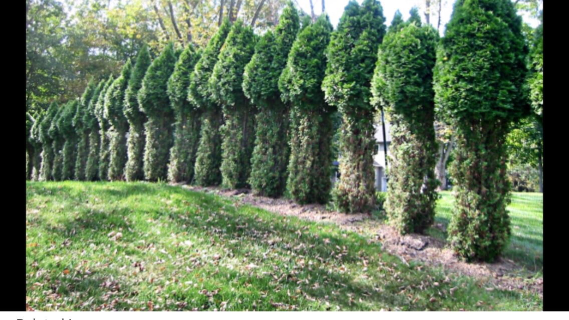 cswndan's tweet photo. What have we here? Classic #topiary? The artistry of Edward #sissorhands? #Bambi? 🛎🛎🛎. As deciduous plants drop their leaves, deer move to alternate food sources. Treat susceptible plants now with #Repellex #systemic deer and rabbit repellent. #CSWN https://t.co/ccHitaRmJd