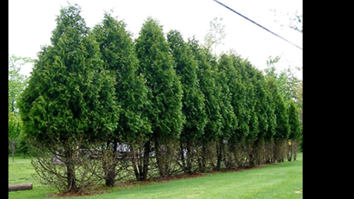 cswndan's tweet photo. What have we here? Classic #topiary? The artistry of Edward #sissorhands? #Bambi? 🛎🛎🛎. As deciduous plants drop their leaves, deer move to alternate food sources. Treat susceptible plants now with #Repellex #systemic deer and rabbit repellent. #CSWN https://t.co/ccHitaRmJd