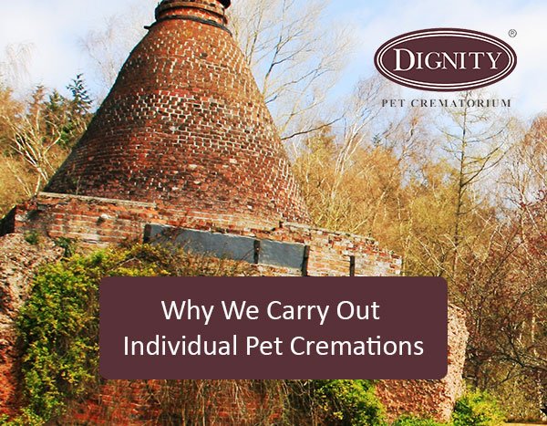 dignity pet funerals