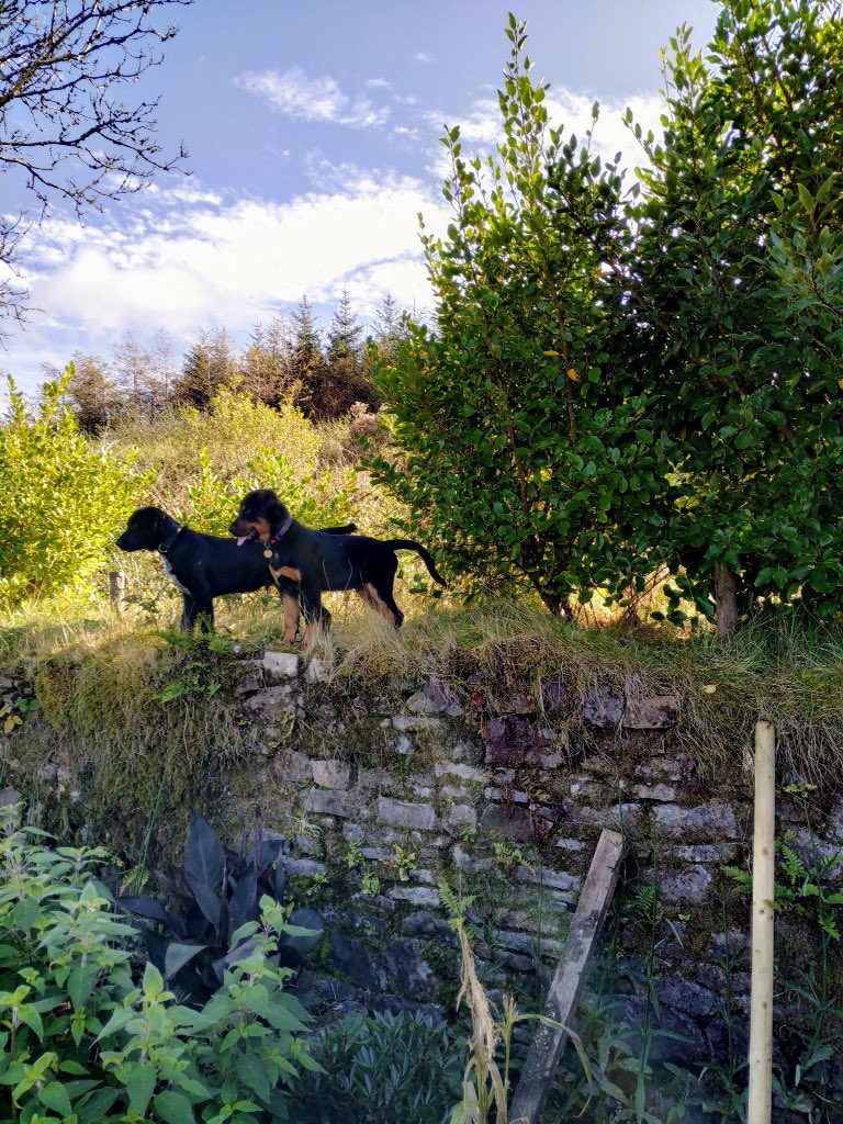 WhiteDoveLMK's tweet photo. #pupperpics @nerdontherocks @DannyEdoBrien @tumbleweave_ie finding their farm paws this week #mynerves are shot https://t.co/KJvHesE0QG