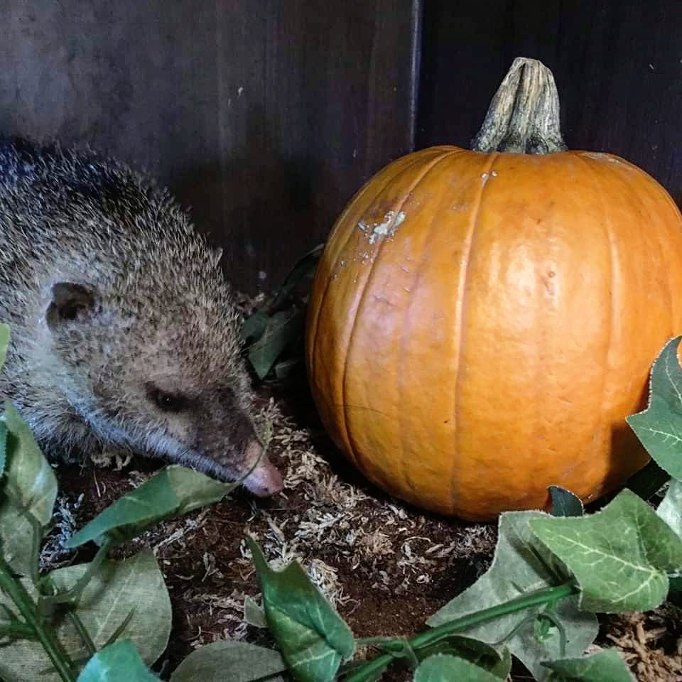 🌟 COMPETITION TIME 🌟 

Head over to our Facebook page for a chance to win a family day pass to The Animal Gardens! 

Competition closes 19/10/2019