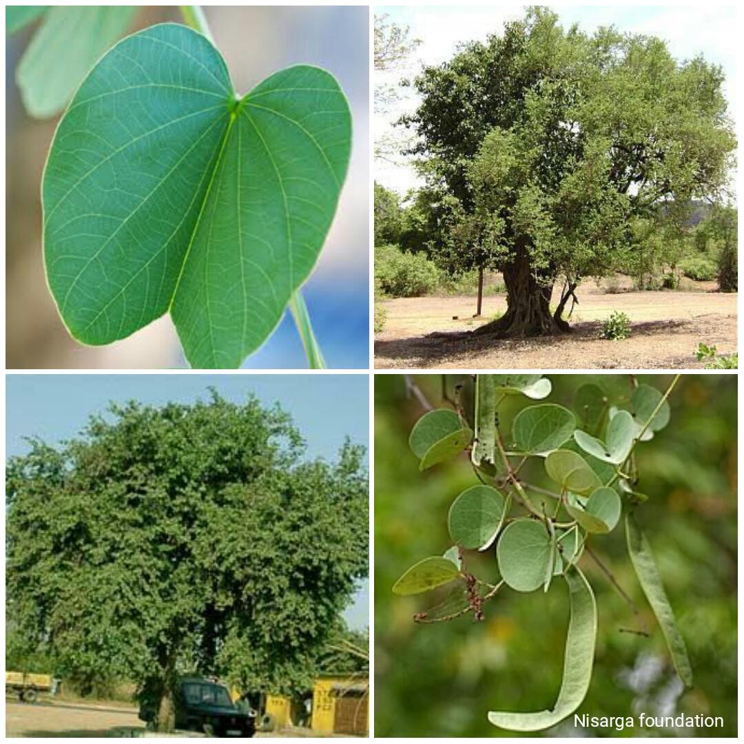 NisargaFdn's tweet photo. दसऱ्यातील सोनेरी पान☘

दसऱ्याच्या दिवशी परस्परांना सोने म्हणून वाटणारी आपट्याची पाने...निसर्ग फाऊंडेशन आपल्या साठी घेऊन आलाय दसरा विशेष लेख...दसऱ्यातील सोनेरी पान☘

👇खालील लिंक वर जाऊन पूर्ण लेख वाचा-
https://t.co/bgbxRLtI2Z
#दसरा #आपटाझाड #विजयादशमी https://t.co/rRXekK3v4R