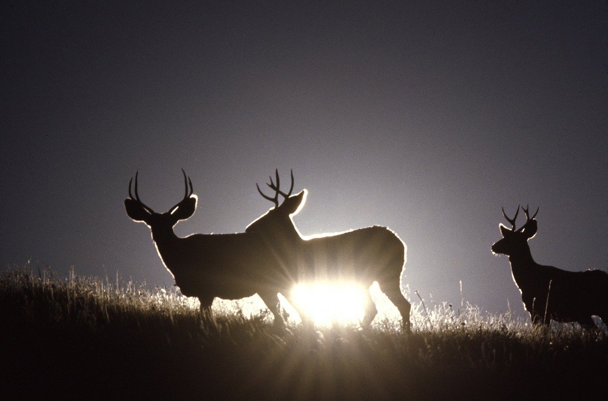 MontsAzur's tweet photo. Notre offre unique de participer au brame du cerf se termine dans 10 jours Safari guidé en calèche diner petit déjeuner affut pour 168 au lieu de 198 euros par personne Offre valable jusqu’au 18 octobre ET UNIQUEMENT au 09 65 03 49 68. 
Les cerfs de la Réserve vous attendent. https://t.co/6sVyHmMs0A