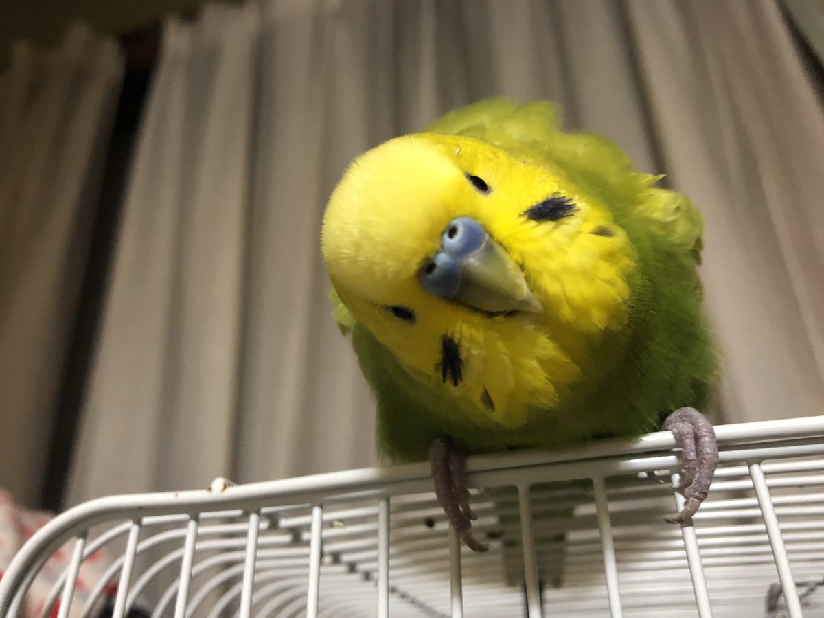 ピミちゃん 世界一可愛いインコです T Co U4nh6gsiem Twitter