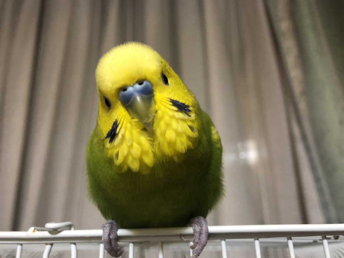 ぴよちゅんミ 世界一可愛いインコです