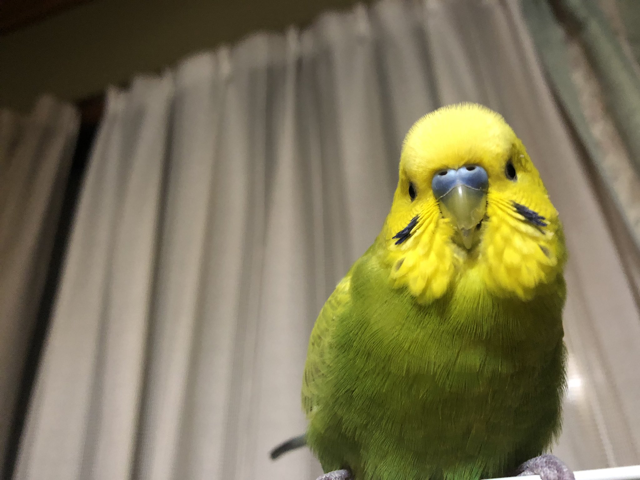 ピミちゃん 世界一可愛いインコです T Co U4nh6gsiem Twitter