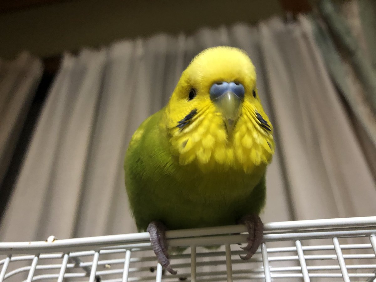 ピミちゃん 世界一可愛いインコです T Co U4nh6gsiem Twitter