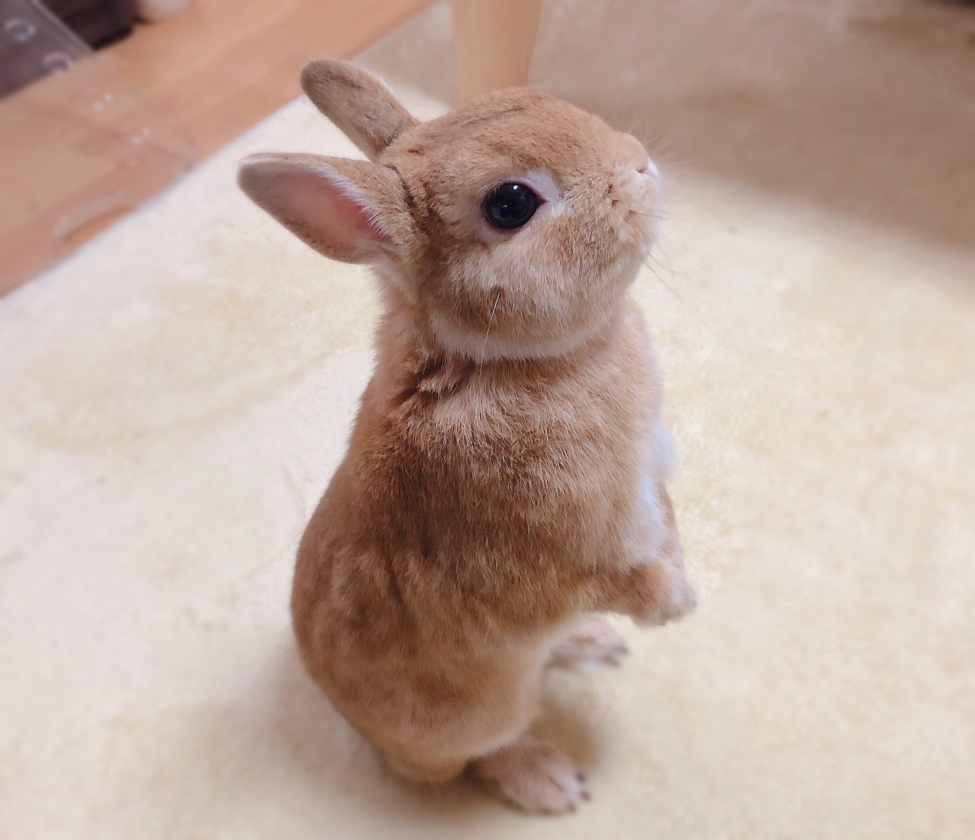 うさぎのラン ㅅ 走るかと思いきや うたっち ぴょこっ うさぎ ラン T Co Sqj5o0zcah Twitter