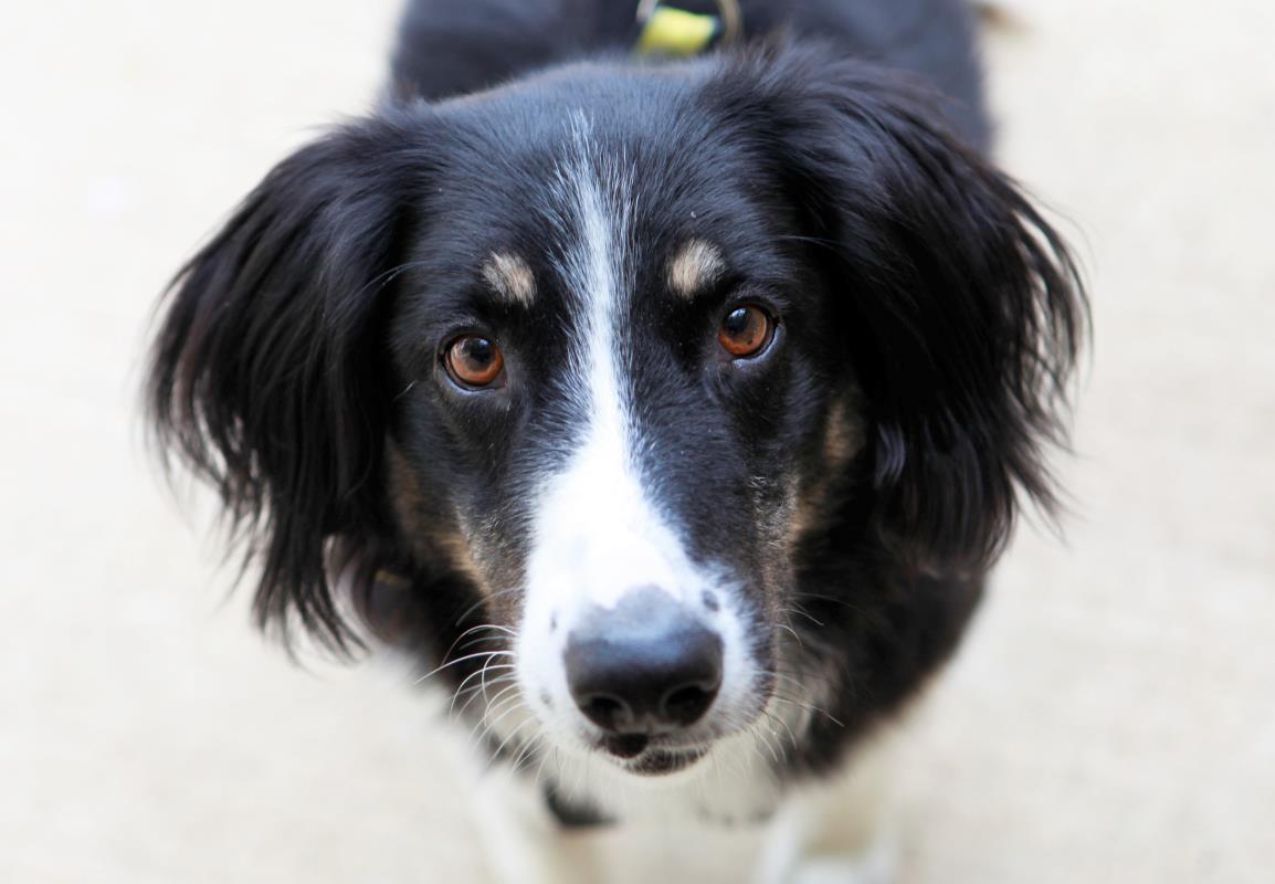 DogsTrust's tweet photo. Dogs have an incredible impact on mental well-being. Just their presence can lower anxiety, alleviate loneliness and ease symptoms of depression. If you're struggling, it's okay to ask for help. And a good idea to stroke a dog 💛#WorldMentalHealthDay https://t.co/rR4hafpP6x