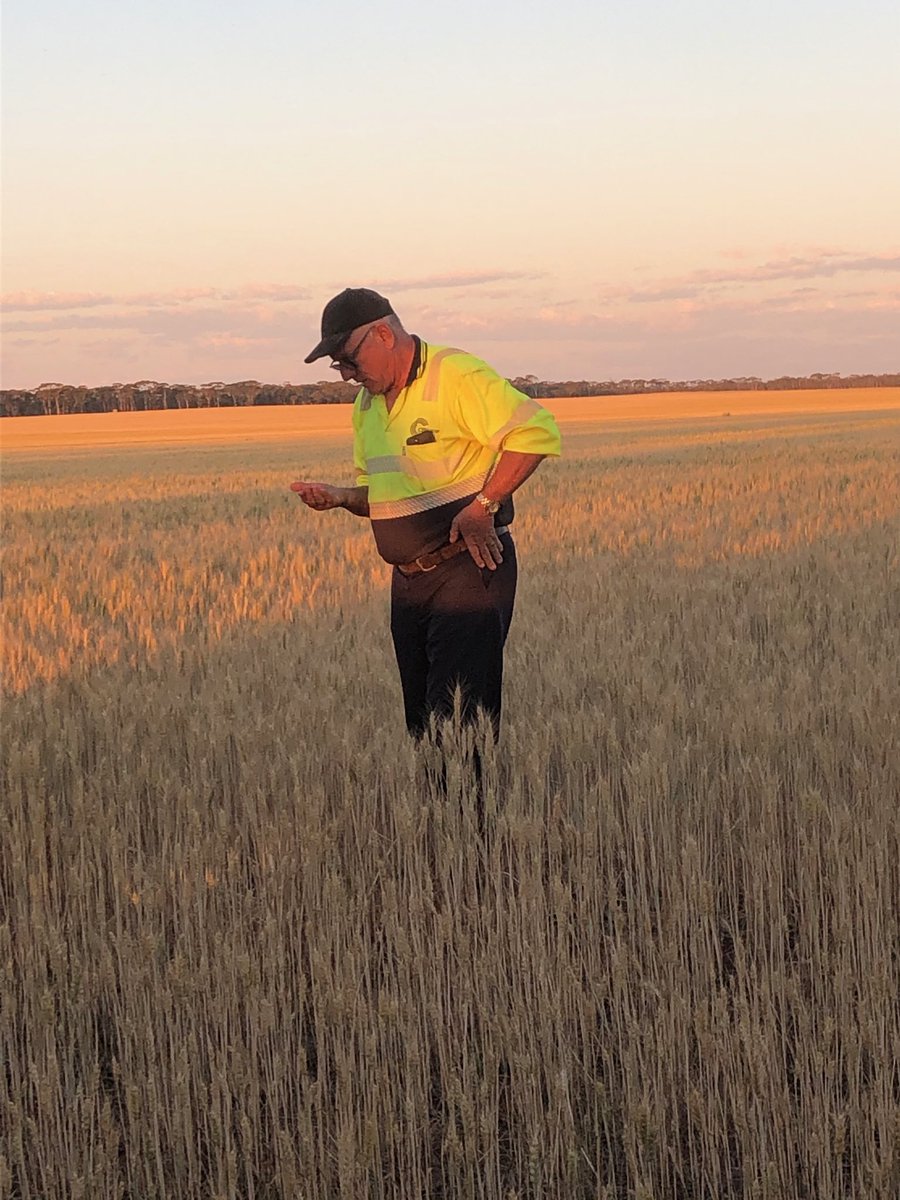 Headingforsixty's tweet photo. Grain size looks ok. https://t.co/fQf6aE4ofH