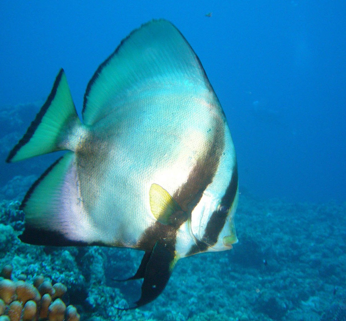 世界の驚くべき生き物たち スマホケース販売中 まるで花火のような熱帯魚 ファイヤーバード フィッシュ アカククリ という魚の幼魚で 成長するとオレンジ色の縁も消え体も明るくなる T Co 3cwr4tli2j