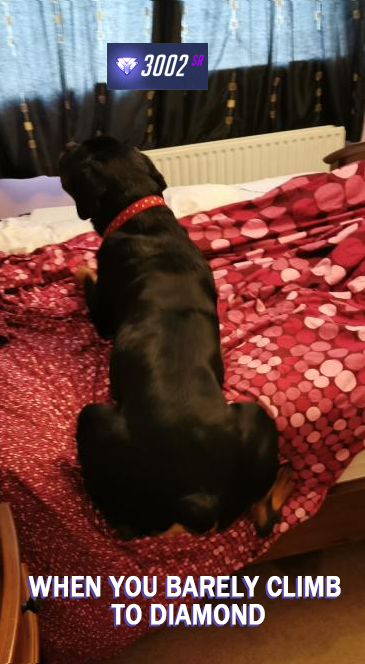 Chickens tweet media