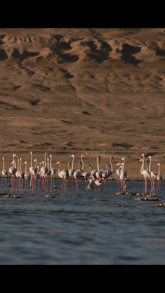 Dinaelbatal's tweet photo. Flamingo season #fayoum#komeldikkaagrilodge #lakeqarun#egypt https://t.co/FeRKPGwe1I