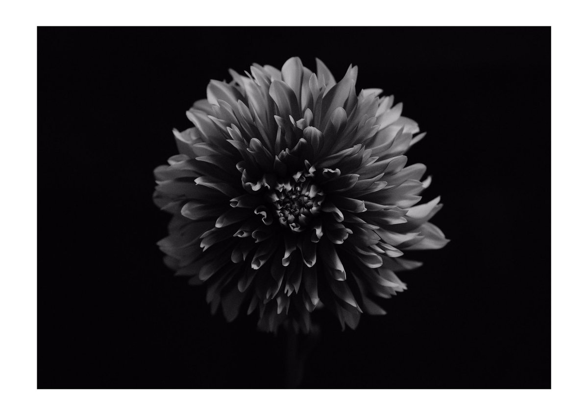 yrmk222's tweet photo. #life_with_creation
#stilllfe #stilllifephotography https://t.co/tWsN5b6AK4