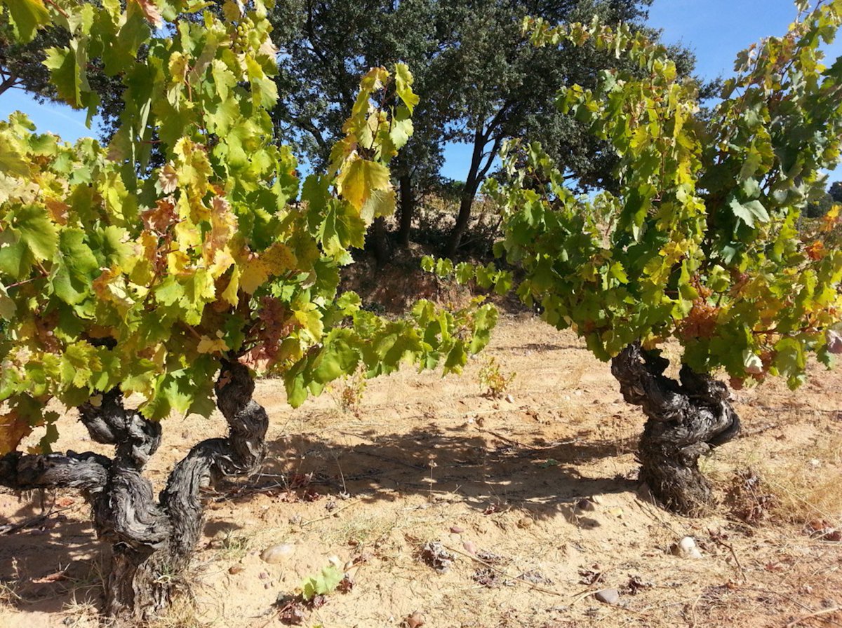 Damos la bienvenida a esta variedad, a la DO Ribera del Duero y os anunciamos que próximamente nuestro Albillo podrá ser disfrutado por todos vosotros bajo la marca Caballero Zifar. #BodegasZifar #CaballeroZifar