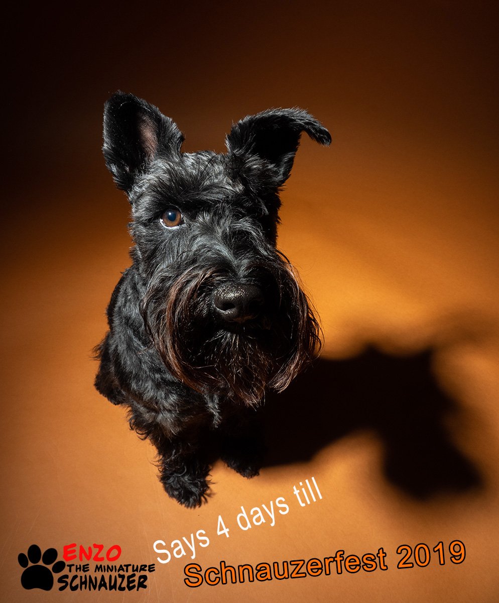 EnzoMiniature's tweet photo. https://t.co/uveZnij980 to find the walk nearest to you 

This Weekend 12th &amp; 13th October 2019

#Schnauzerfest #schnauzerfest2019 #schnauzerlife #charity #awareness #puppyfarms #helping #rescue #DBARC https://t.co/EswNUA89Qz