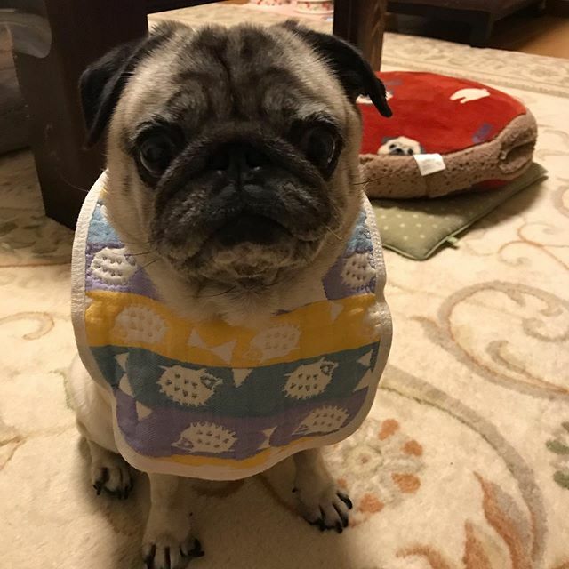 noirlunapug's tweet photo. スタイ着用😁
・
#パグ #pug #フォーンパグ #fawnpug #ルナ #ノワルナ https://t.co/swhld2lCY6 https://t.co/EAdRCA7IPX