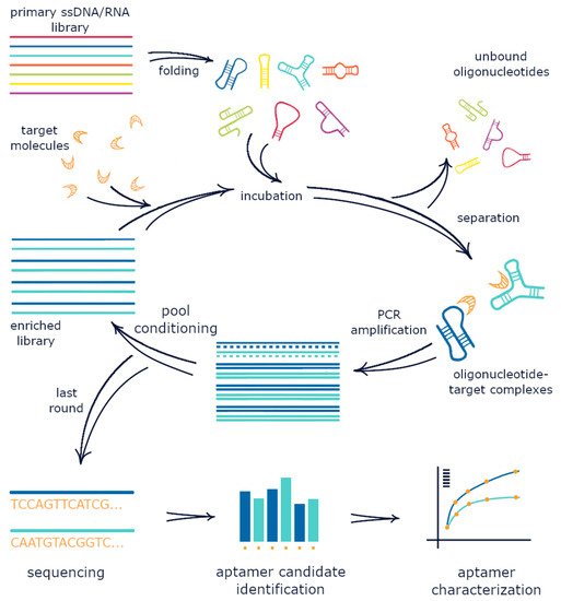 MDPIOpenAccess's tweet photo. Inside the Black Box: What Makes SELEX Better? https://t.co/9pWryKsEDF #Aptamer #SELEX #PCRAmplification #Sequencing @Molecules_MDPI https://t.co/KXZdgoWQDb