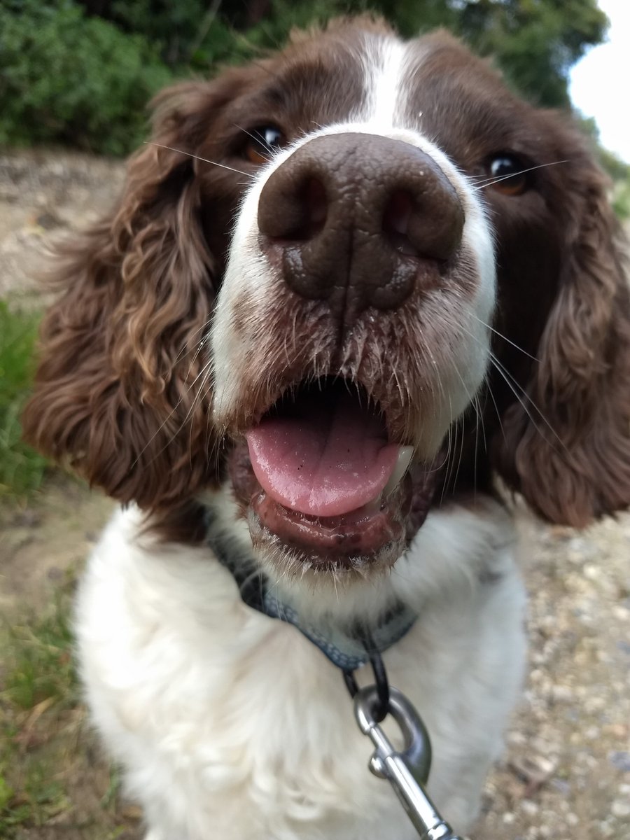 Trudeestweets's tweet photo. He's such a ham! #poser #dogfie #lovehim 🐕❤️ https://t.co/vwzzZibeh4