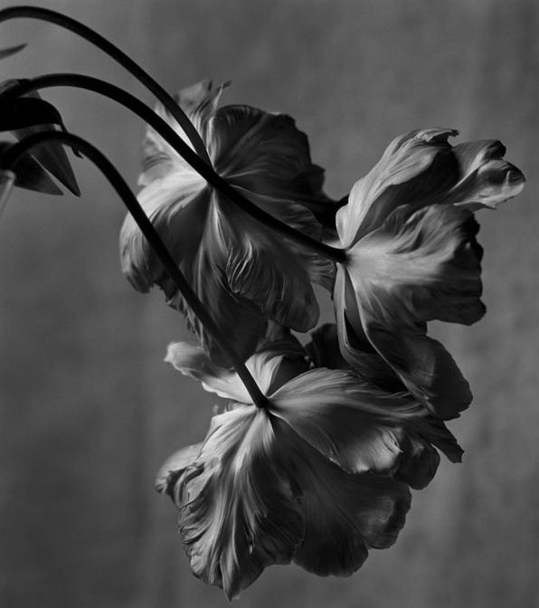 AnaBolena33's tweet photo. "Siempre hay flores para aquellos que desean verlas."
(Henri Matisse)

© Christian Coigny. https://t.co/LOEO753Uon
