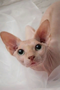 marillion13's tweet photo. Special evening greetings from Gizzy, Thori, now angel Sisi & me to our #SphynxKitty furriends @sphynx_casper & to Sushi, MegaMam & angel #TaliTheLover from @iammoshow !!! ๐ฝ๐ฝ๐ฝ๐๐๐
But good evening to all other furriends & friends either. https://t.co/rBM3mjFRht