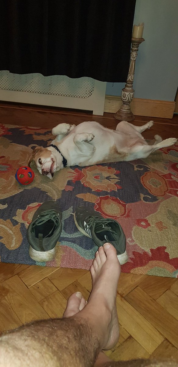 tickloudly's tweet photo. @ambasaurusrex Someone shot my beagle,,,,,in the lounge 🤣🙄 https://t.co/Dl9aoD0jmC