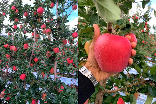 FreshPlaza_com's tweet photo. BC Ambrosia apple season finally underway @cherrysnobs
https://t.co/mgzdlkOkfe https://t.co/F9j98ikE3L