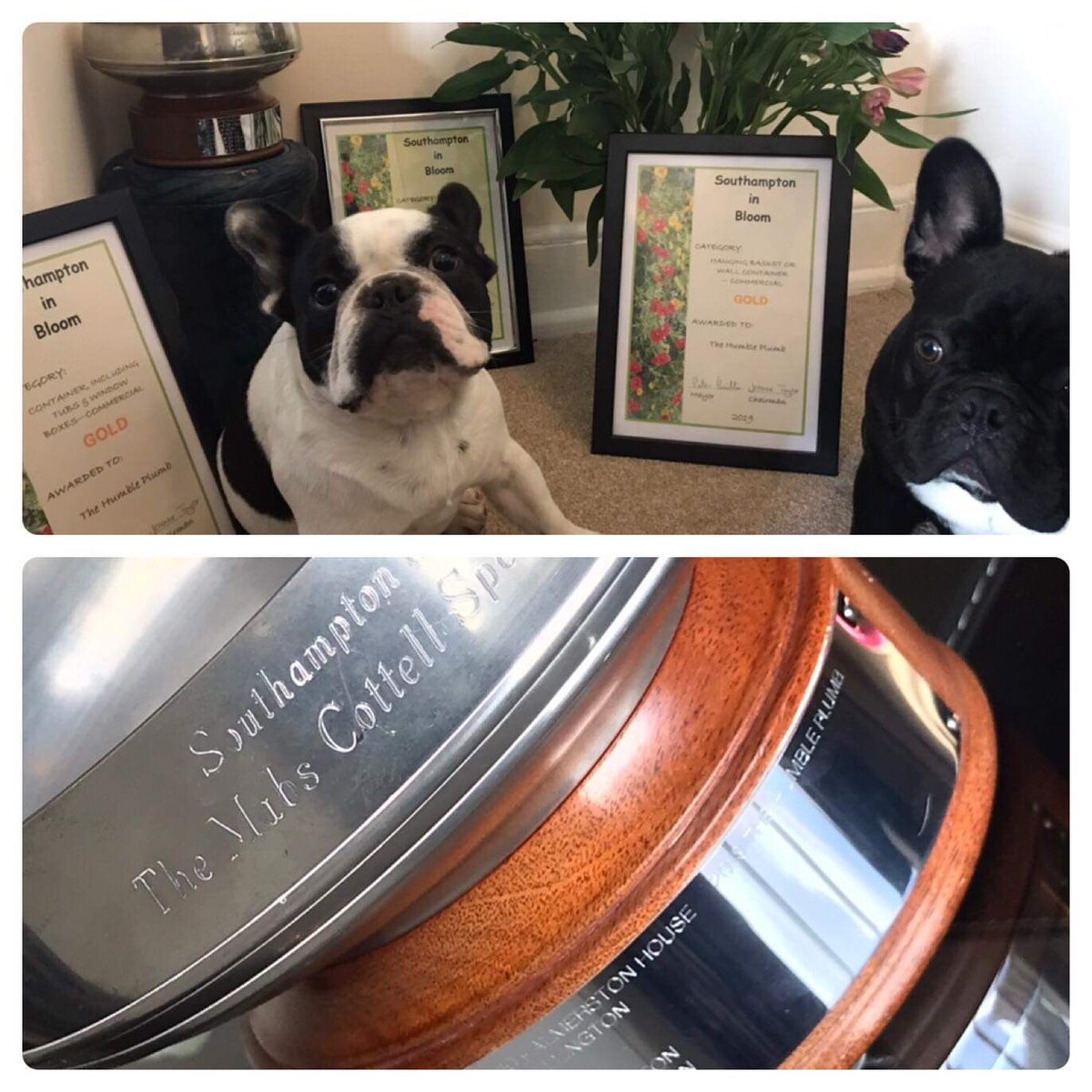 HumblePlumb's tweet photo. Whilst we’ve been away we’ve been super busy winning awards from Southampton in the Bloom 2019🏆
All gold in the categories we were nominated for.
With help of our mascots Buzz and Hugo of course🐶.
#pub #bitterne #dogs #frenchies 
#awards #friends #friendly https://t.co/JWBjn4pyLZ